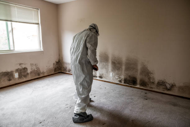 Best Mold Remediation for Specific Building Types in Mked Tree, AR